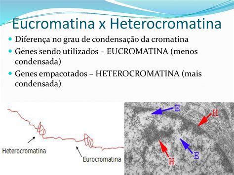 eucromatina e heterocromatina - camiseta preta frente e verso